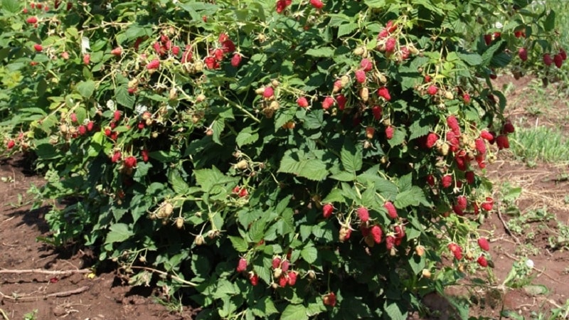 Una guía para trasplantar frambuesas a una nueva ubicación en otoño para jardineros principiantes