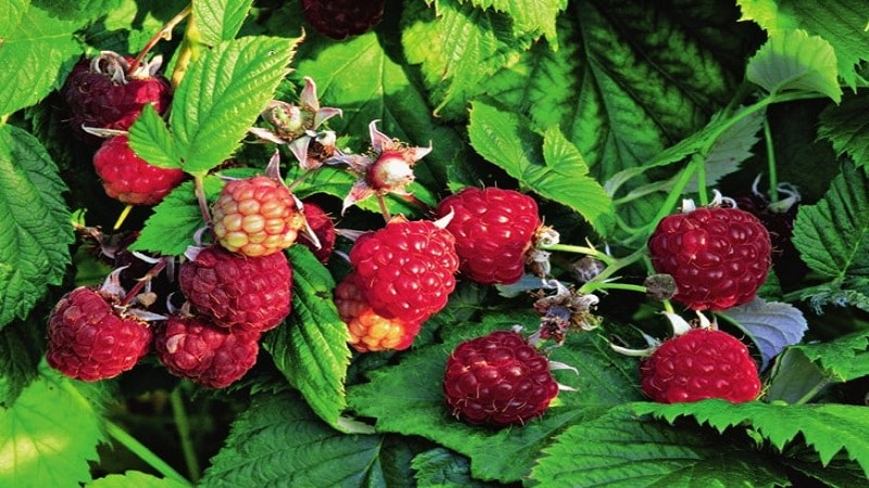 Οι καλύτερες ποικιλίες remontant raspberries