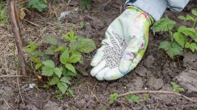 Una guía para trasplantar frambuesas a una nueva ubicación en otoño para jardineros principiantes