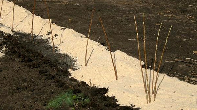 Una guía para trasplantar frambuesas a una nueva ubicación en otoño para jardineros principiantes