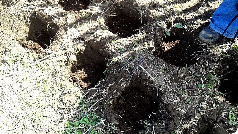 Panduan untuk memindahkan raspberi ke lokasi baru pada musim luruh untuk tukang kebun permulaan