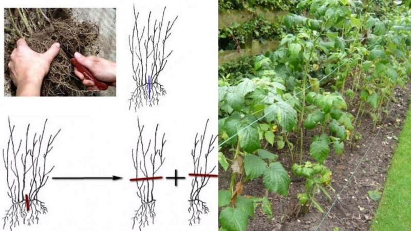 Una guía para trasplantar frambuesas a una nueva ubicación en otoño para jardineros principiantes