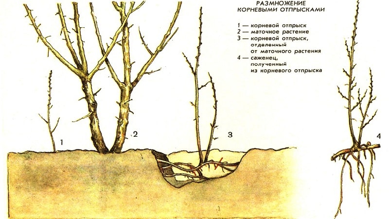 Una guía para trasplantar frambuesas a una nueva ubicación en otoño para jardineros principiantes