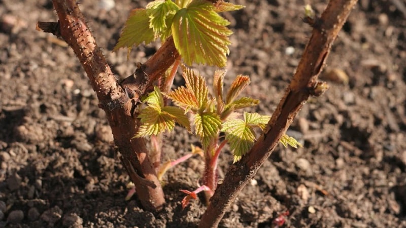 Una guía para trasplantar frambuesas a una nueva ubicación en otoño para jardineros principiantes