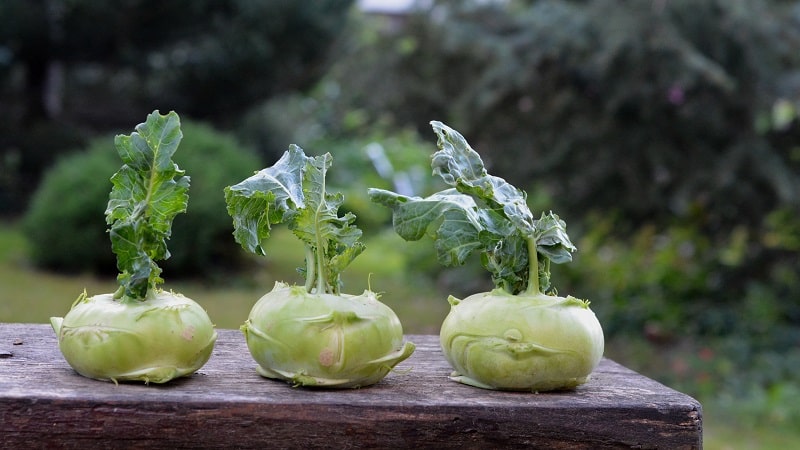 Deliciosas preparações DIY: receitas para preparar repolho de couve-rábano para o inverno