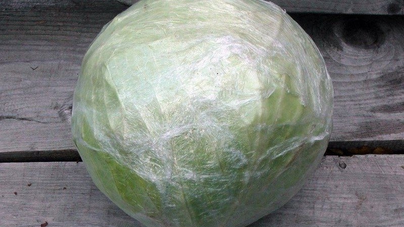 Where and how to store fresh cabbage at home in an apartment