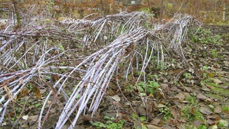 Come elaborare correttamente i lamponi in autunno: una descrizione delle fasi più importanti