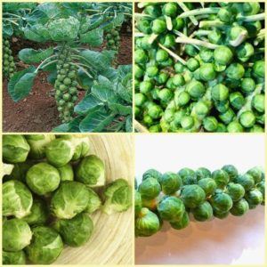 Mga napatunayang paraan upang mag-imbak ng Brussels sprouts para sa taglamig sa sariwa, frozen at de-latang anyo