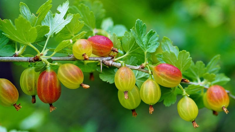 Instrucciones para plantar grosellas en otoño y cuidarlas más.