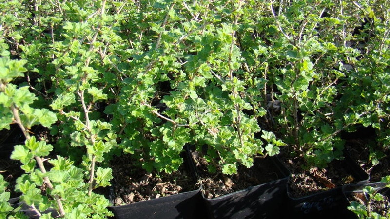 Instructies voor het planten van kruisbessen in de herfst en de verdere verzorging ervan