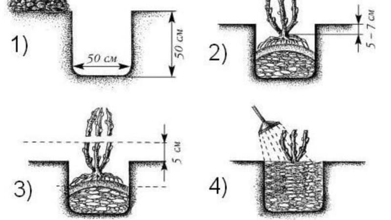 Instruktioner til plantning af stikkelsbær om efteråret og yderligere pleje af dem