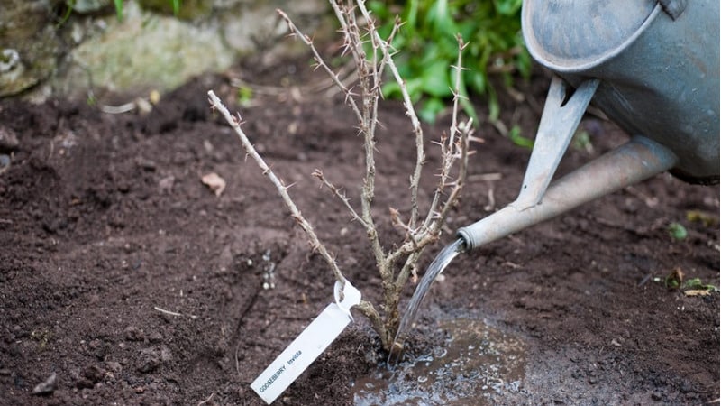 Instructions pour planter des groseilles à maquereau à l'automne et en prendre soin