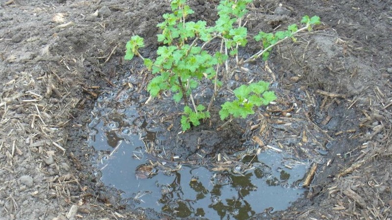 Instruksjoner for å plante stikkelsbær om høsten og ta vare på dem videre