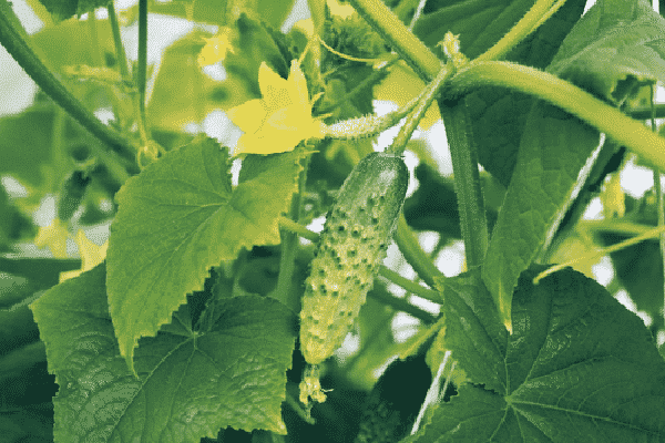 Various methods and schemes for forming cucumbers in open ground: instructions for beginners