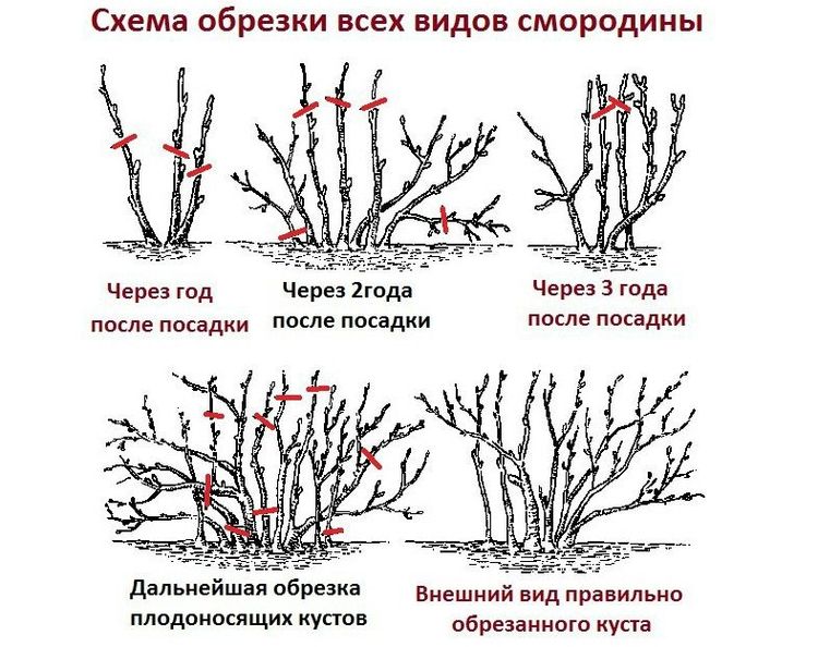 Rokasgrāmata pareizai jāņogu rudens atzarošanai dārzkopjiem iesācējiem