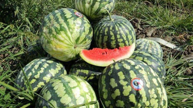 What is good about Astrakhan watermelon and why farmers love it so much