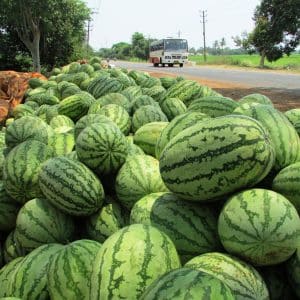 Apa yang baik tentang tembikai Astrakhan dan mengapa petani sangat menyukainya