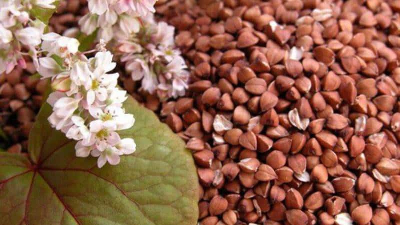 What is buckwheat, why is it good and what dishes is it suitable for?