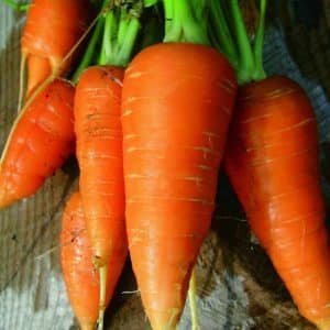 Varietà di carota francese standard Carotel