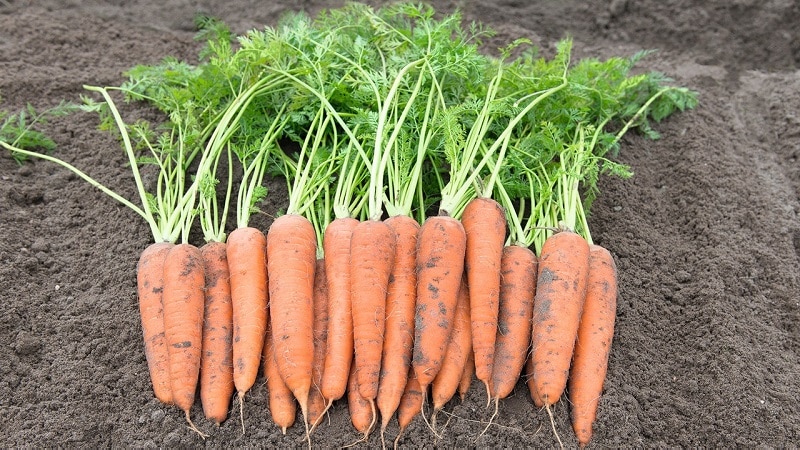 Karaniwang French carrot variety Carotel