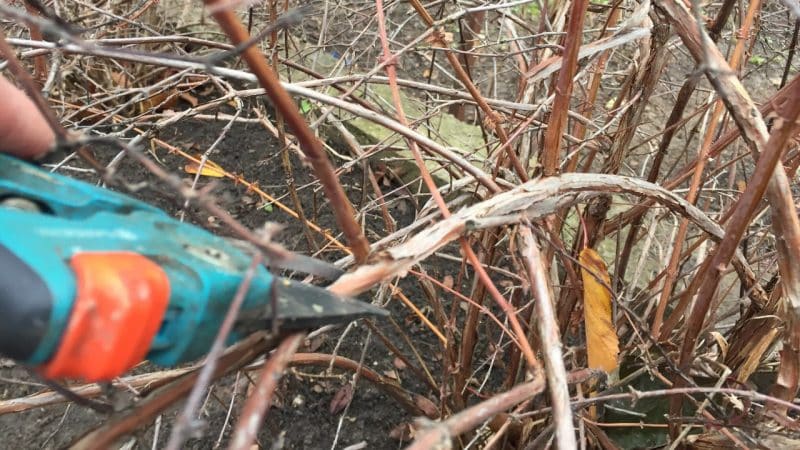 Fasi della cura del caprifoglio in autunno per prepararsi all'inverno