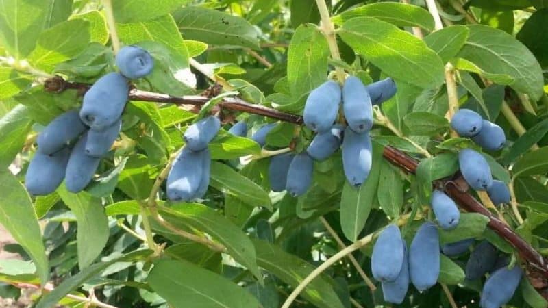 Etapas do cuidado da madressilva no outono para se preparar para o inverno