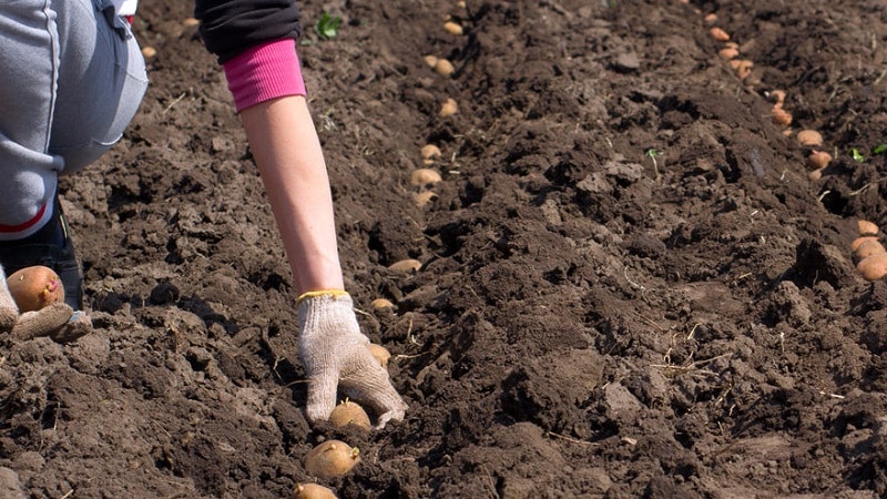 Technologie de préparation des pommes de terre pour la plantation