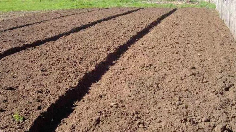 Préparer le sol pour planter des pommes de terre : quelle acidité du sol est nécessaire