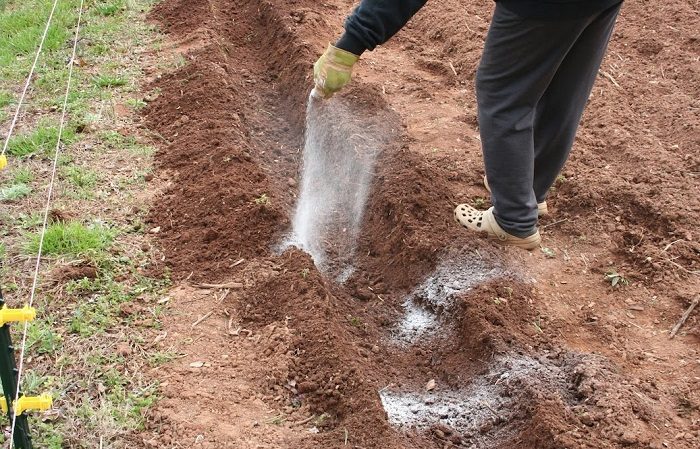 Forberede jorda for å plante poteter: hvilken jordsurhet er nødvendig