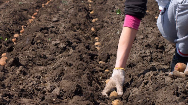 Forberede jorda for å plante poteter: hvilken jordsurhet er nødvendig