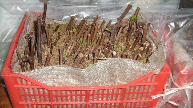 Proven methods for storing grape cuttings in winter and checking them before planting