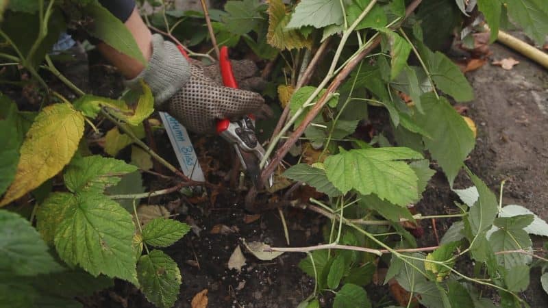 Istruzioni semplici e chiare per potare i lamponi rifiorenti in autunno per principianti