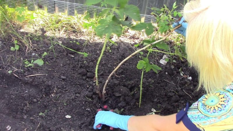 Instructions pour prendre soin des framboises au printemps après l'hiver et conseils de jardiniers expérimentés