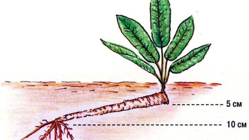 Instructions étape par étape pour planter du raifort à l'automne pour les jardiniers débutants