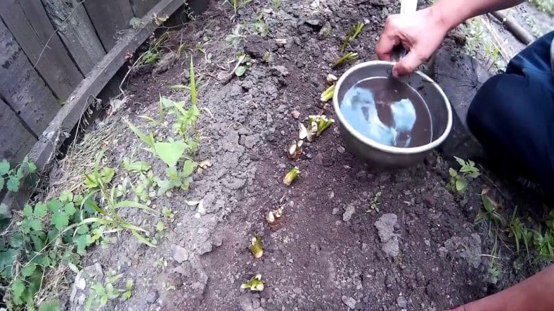 Trin-for-trin instruktioner til plantning af peberrod i efteråret for begyndere gartnere