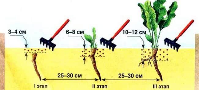 Instrucciones para cultivar correctamente rábano picante en su propia parcela.