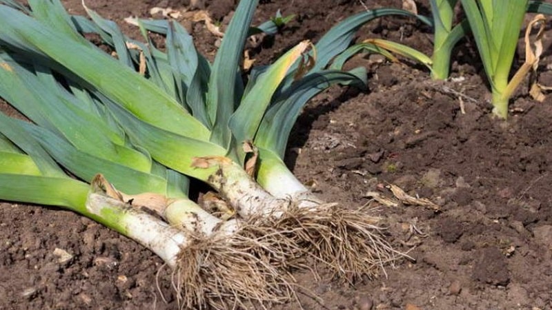 Anleitung zum Lauchanbau: Vor dem Winter im Freiland pflanzen und pflegen