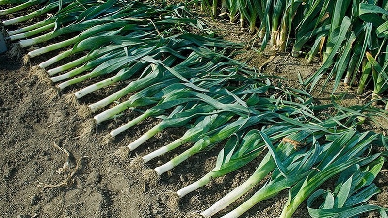 Anleitung zum Lauchanbau: Vor dem Winter im Freiland pflanzen und pflegen