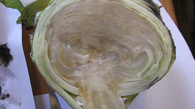 What to do with frozen cabbage and can it be salted?