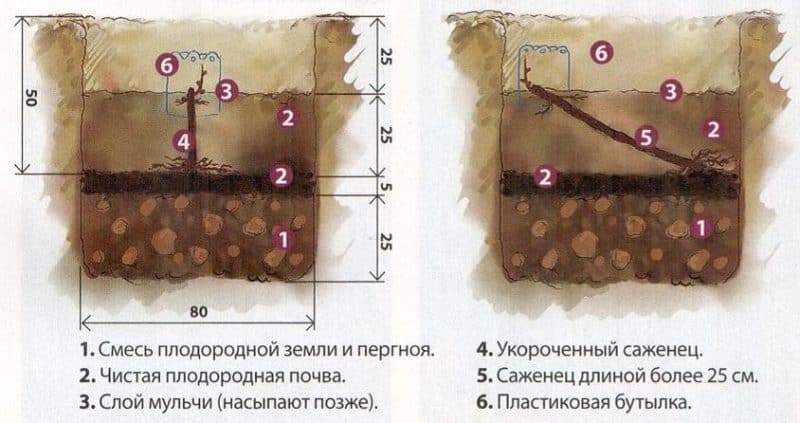 Како садити грожђе у јесен?