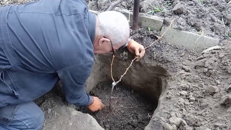 Come si dovrebbe piantare l'uva in autunno?