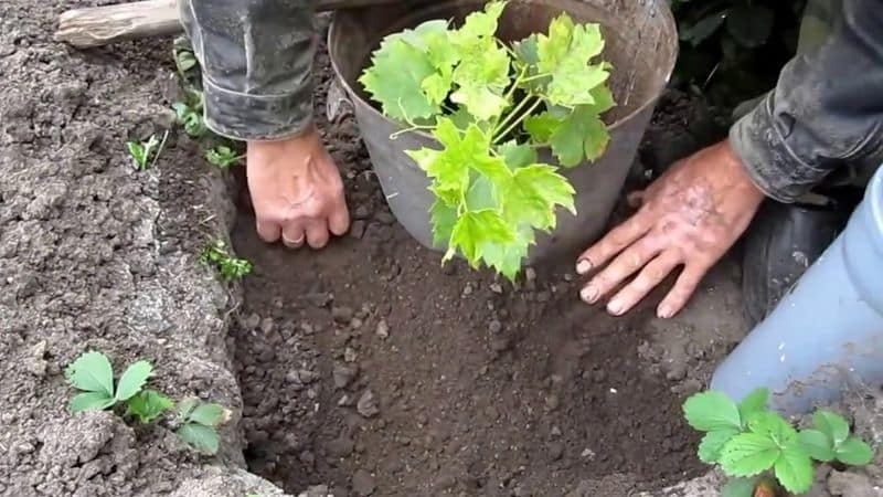 Как трябва да се засажда грозде през есента?