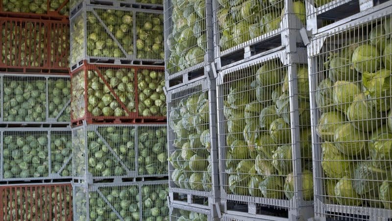 Die besten Möglichkeiten, Kohl im Winter im Keller zu lagern