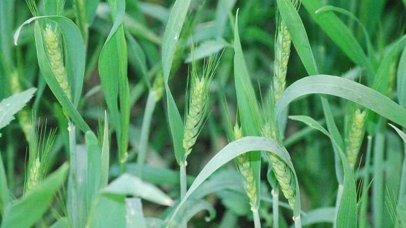 How and when to mow oats as green manure