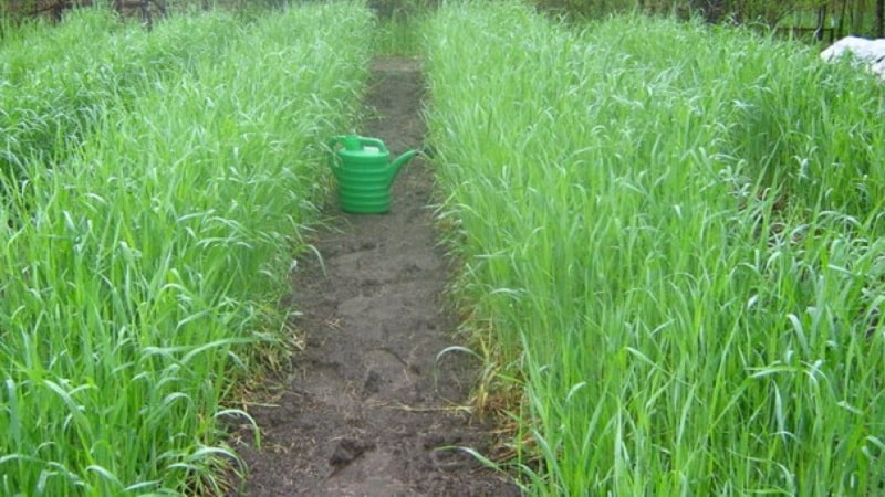 How and when to mow oats as green manure