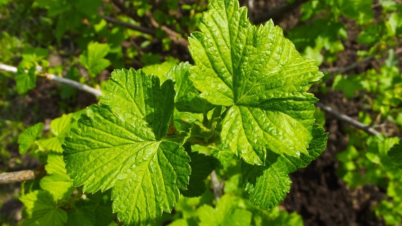 Kako in kdaj zbrati liste ribeza in maline za sušenje za zimo