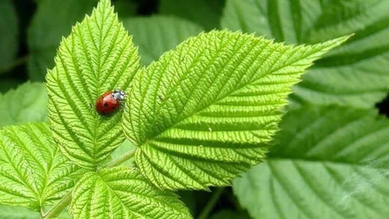 Kako in kdaj zbrati liste ribeza in maline za sušenje za zimo