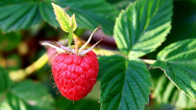 Kako in kdaj zbrati liste ribeza in maline za sušenje za zimo