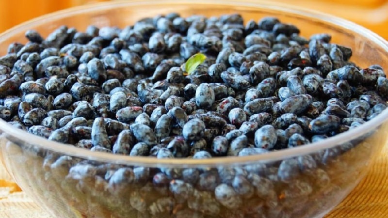 Wie kann man Geißblatt in Form von Saft, Püree oder ganzen Beeren für den Winter einfrieren?