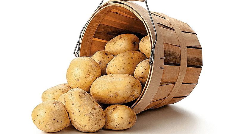 Come conservare correttamente le patate in inverno in una casa privata senza cantina